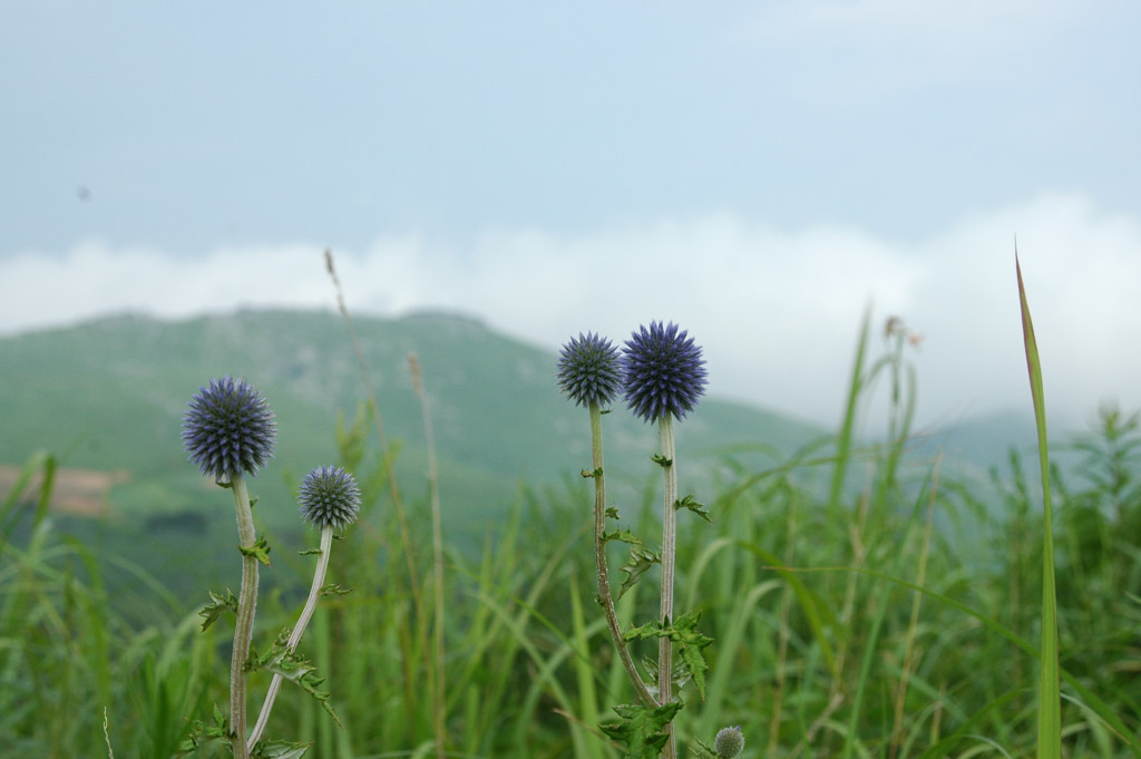 植物1の写真35