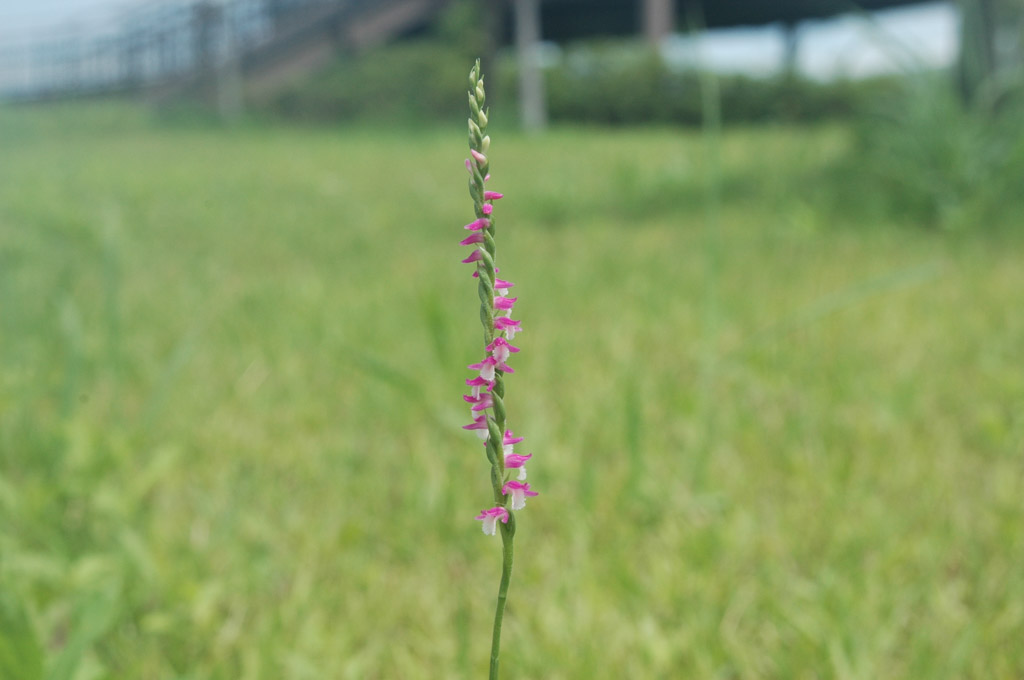 植物1の写真30