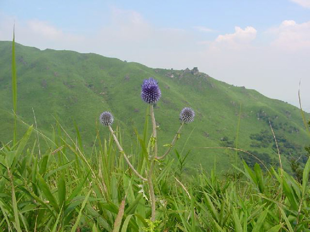 植物1の写真36