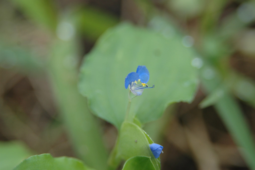 植物1の写真43