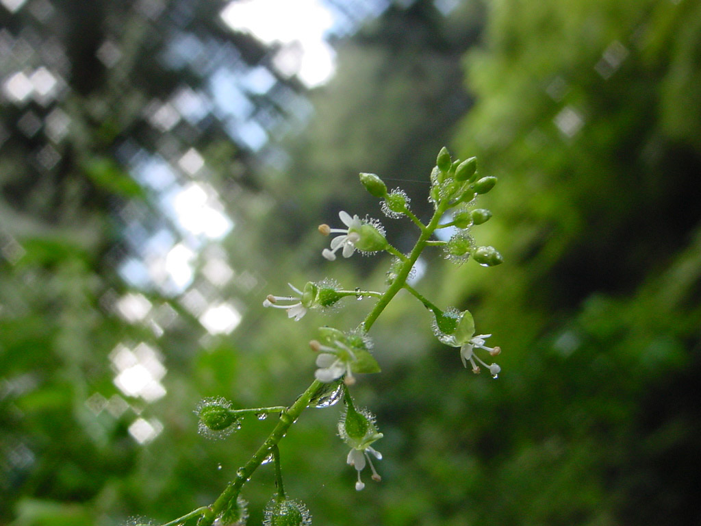 植物1の写真46
