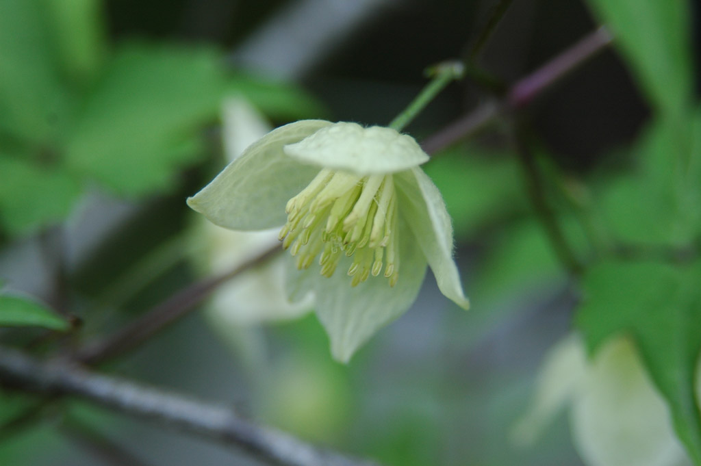 植物2の写真29