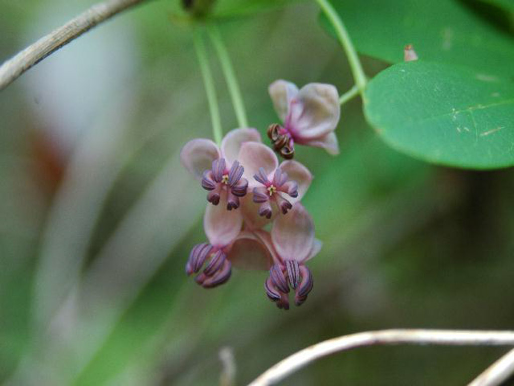植物2の写真1