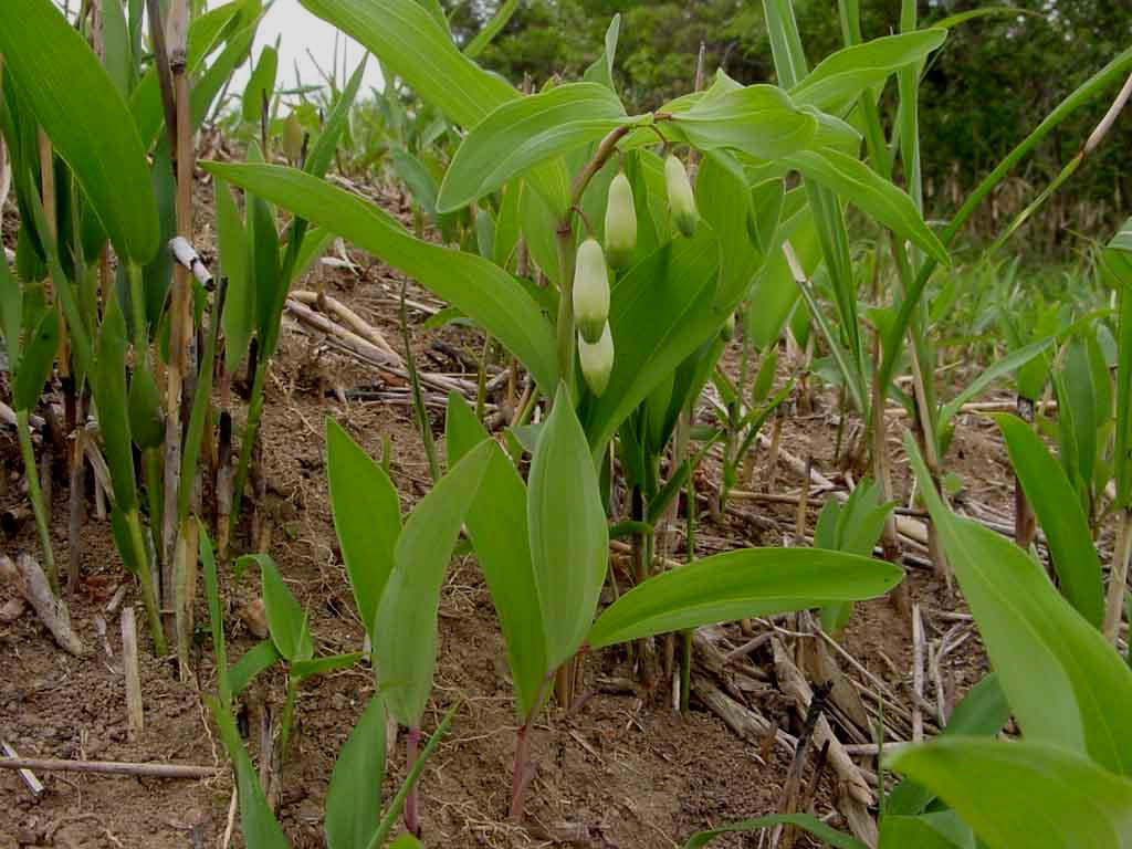 植物2の写真2