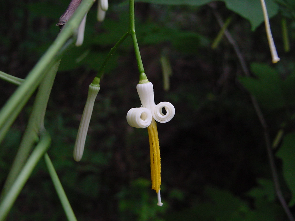 植物2の写真6