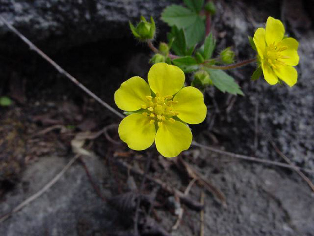 植物2の写真13