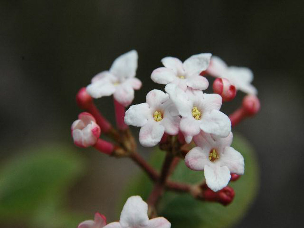 植物2の写真34
