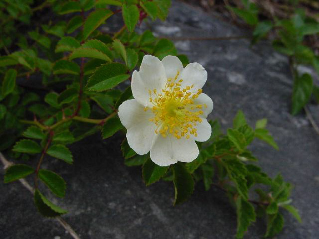 植物2の写真37