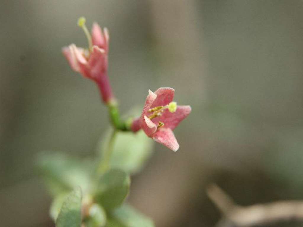 植物2の写真60
