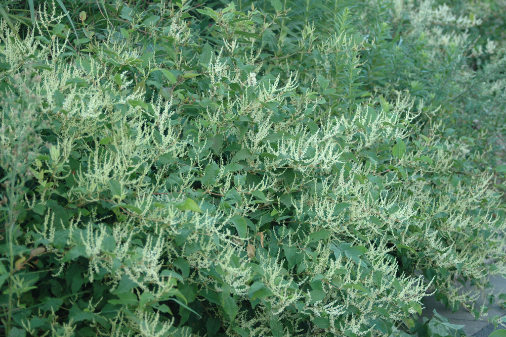 植物3の写真3