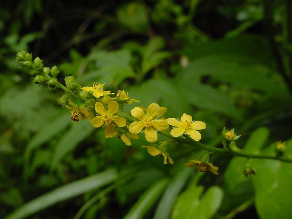 植物3の写真7