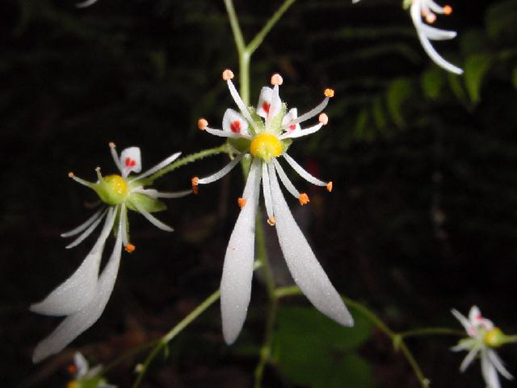 植物3の写真13