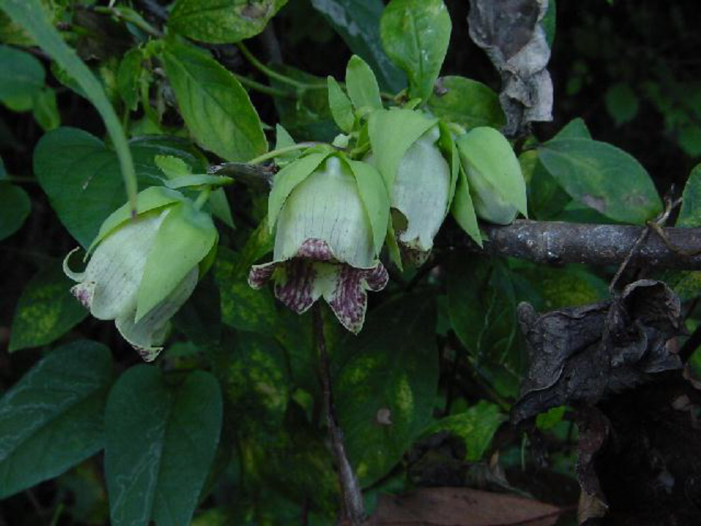 植物3の写真16