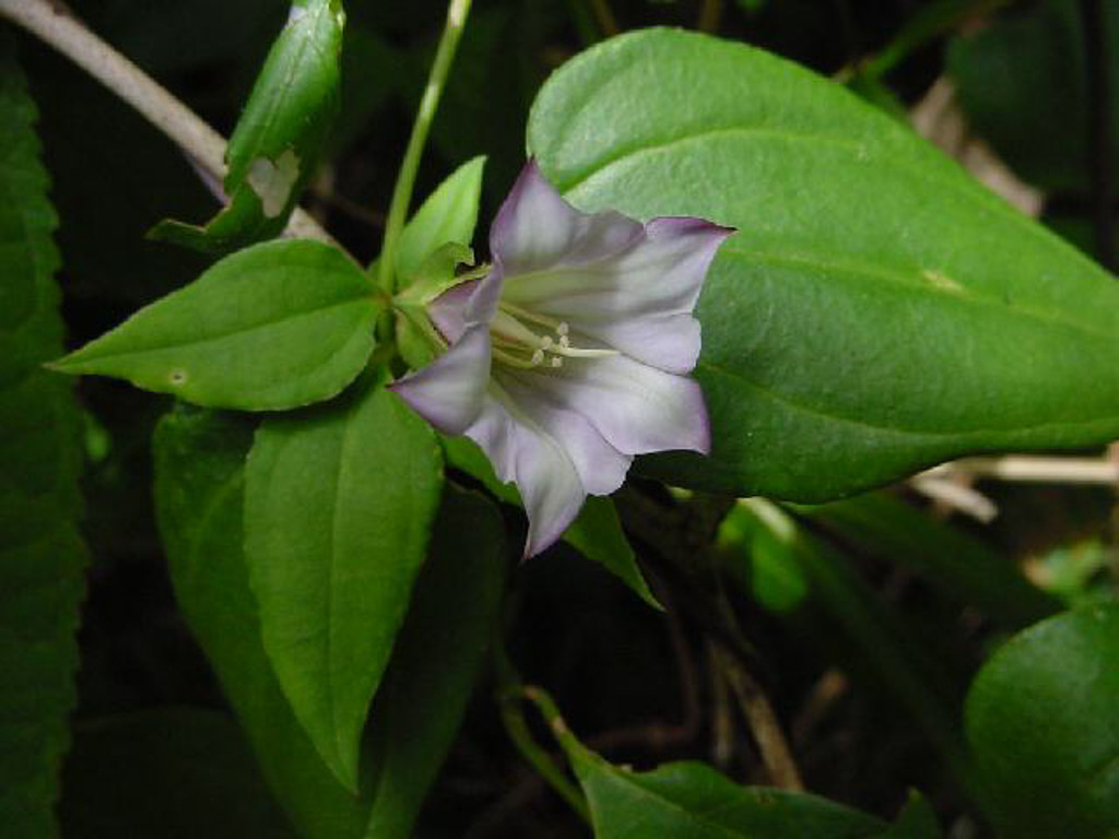 植物3の写真17