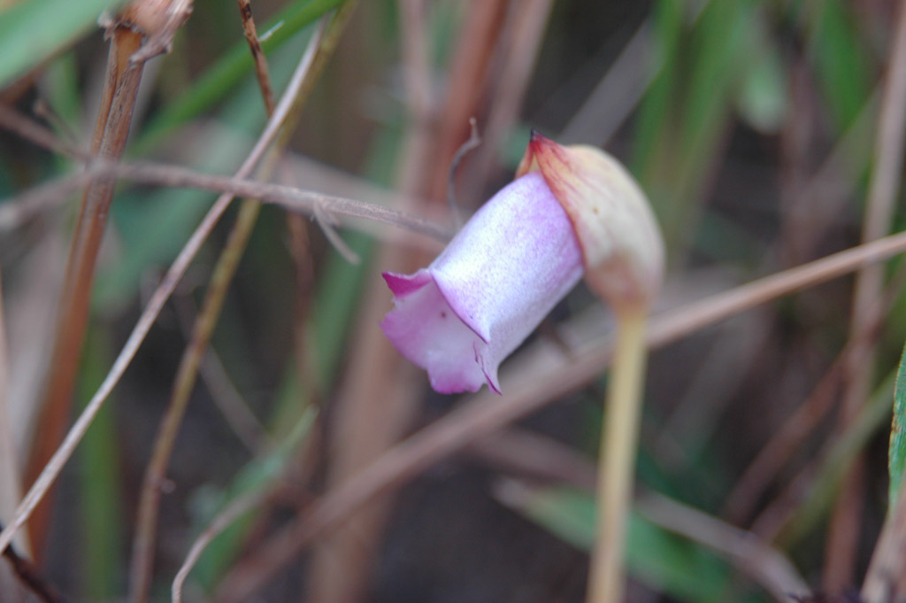 植物3の写真20