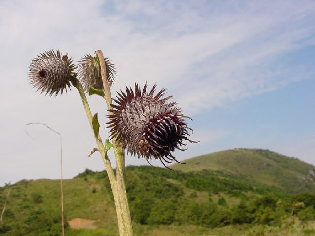 植物3の写真22