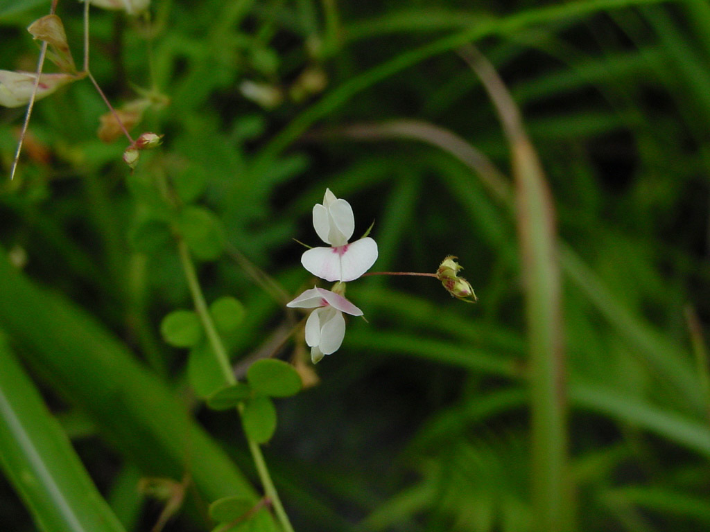 植物3の写真28