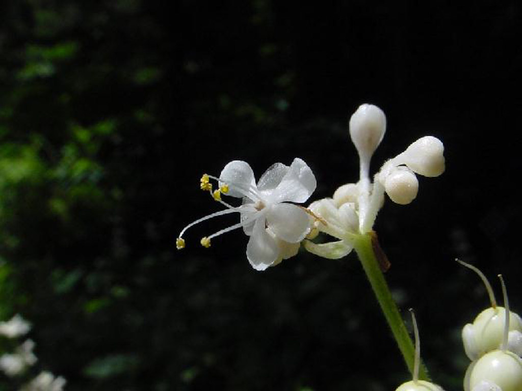 植物3の写真36