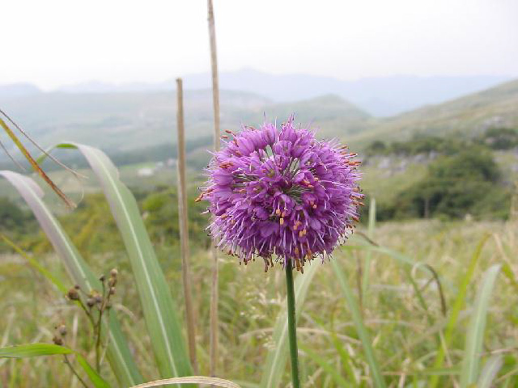 植物3の写真41