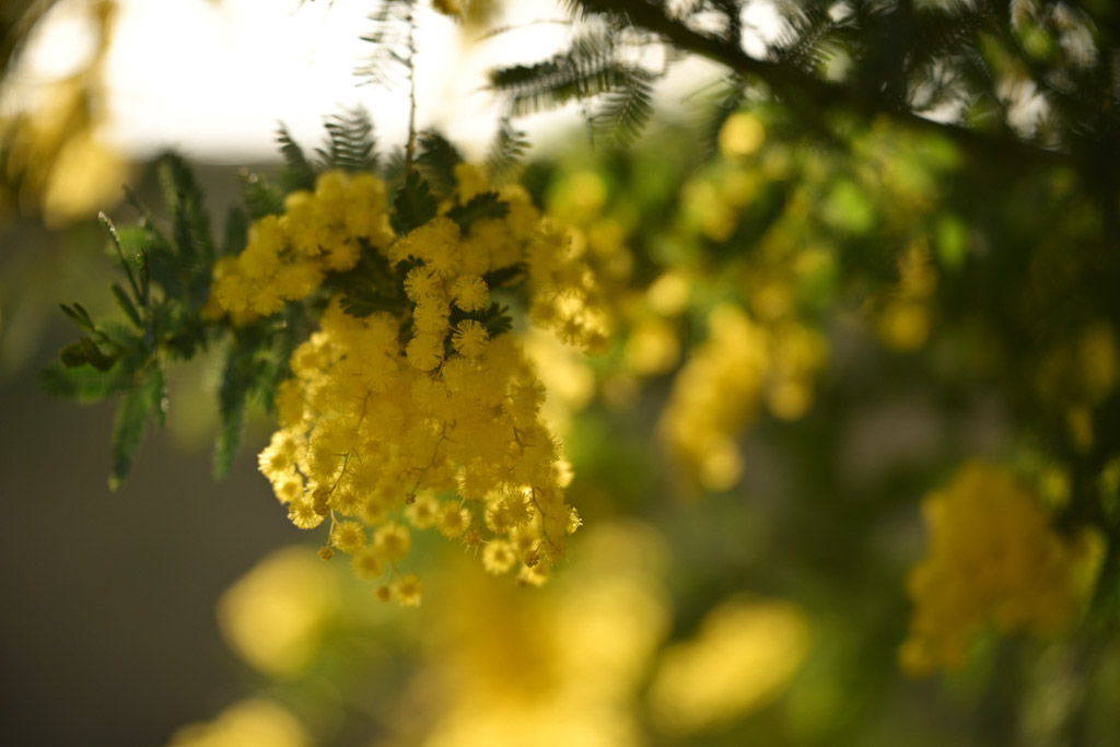 植物4の写真2