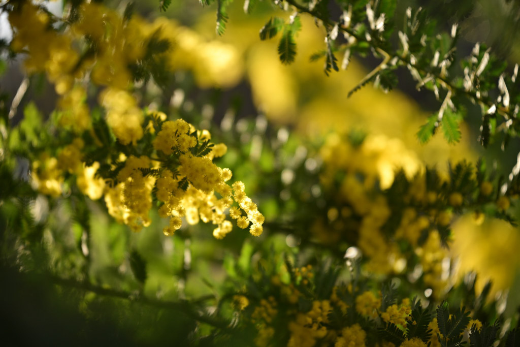 植物4の写真3
