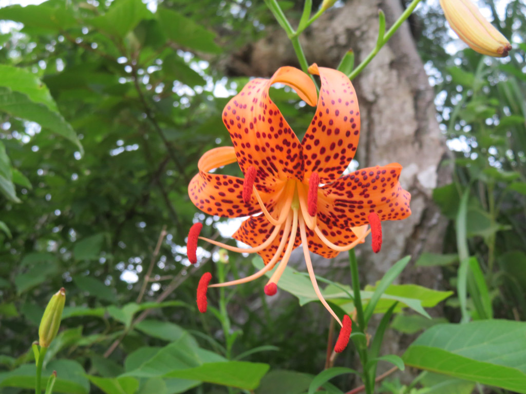 植物5の写真11