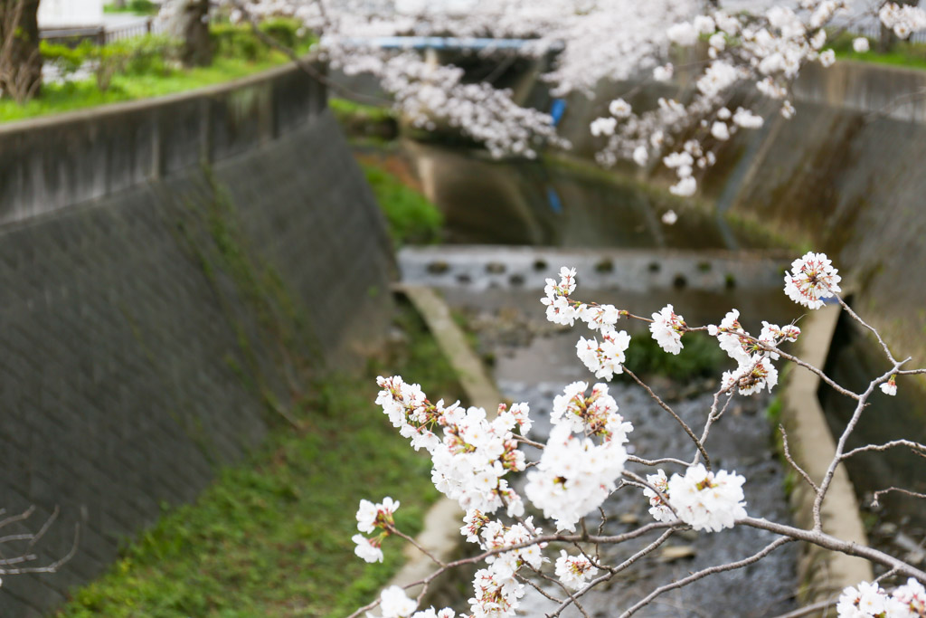 志井川　桜の写真24