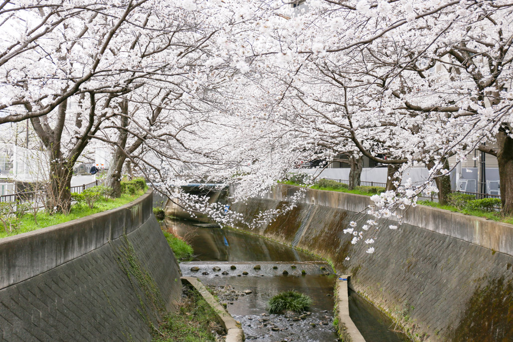 志井川　桜の写真21