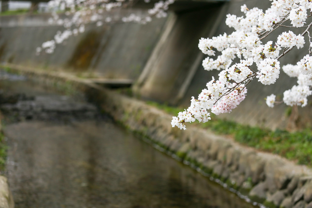 志井川　桜の写真17