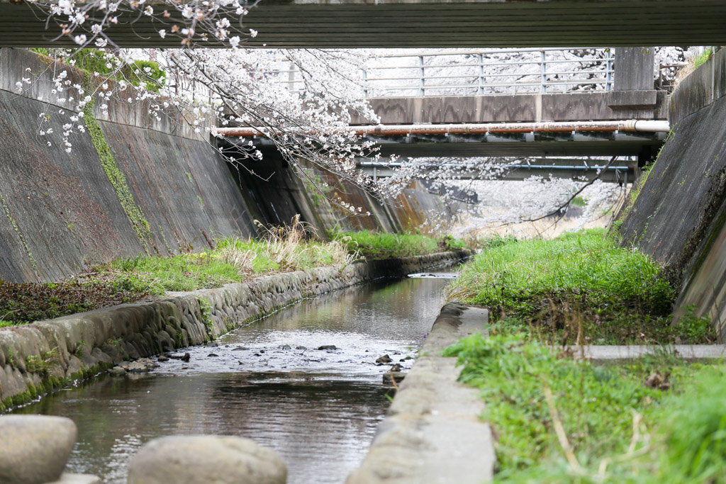 志井川　桜の写真16