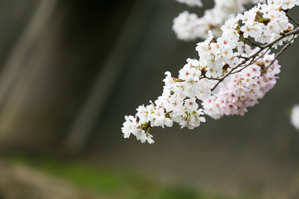 志井川　桜の写真15