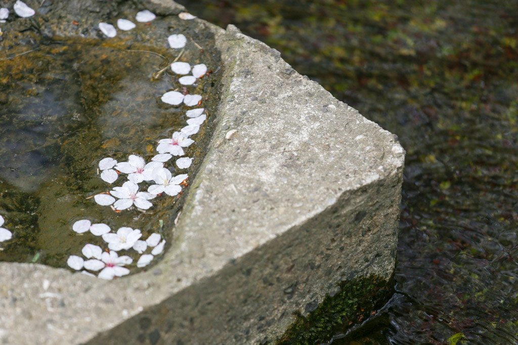志井川　桜の写真14