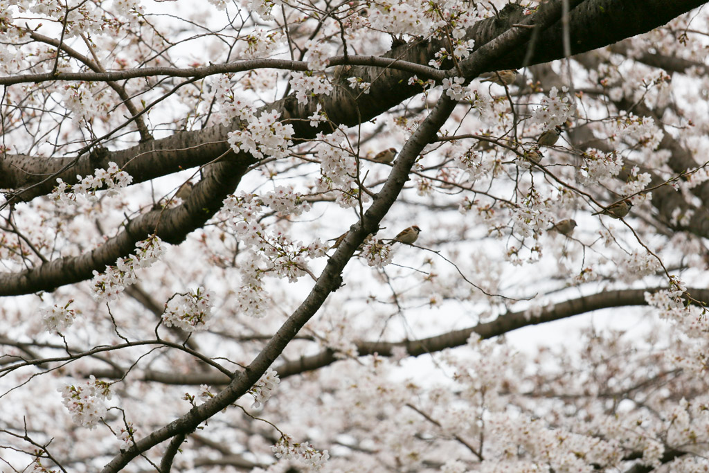 志井川　桜の写真10