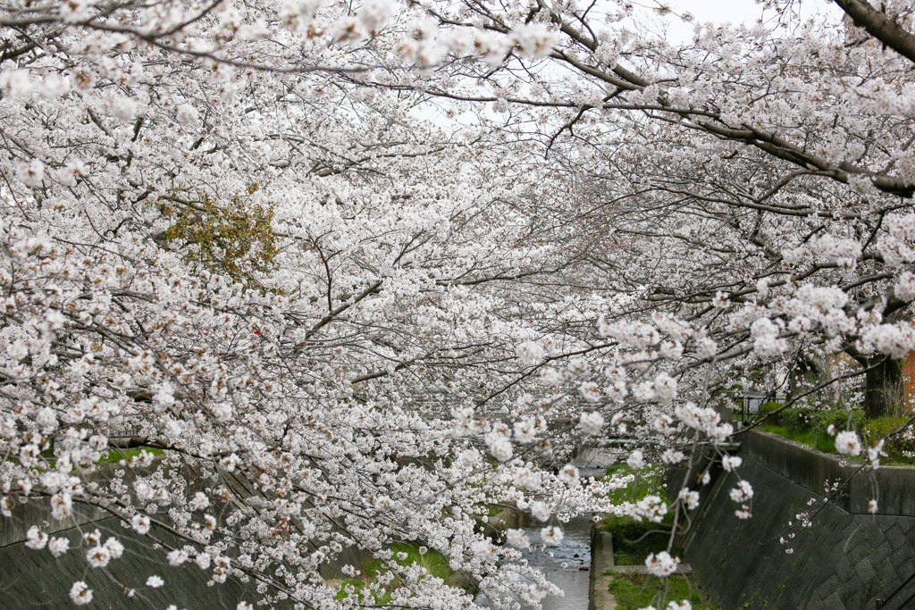 志井川　桜の写真9