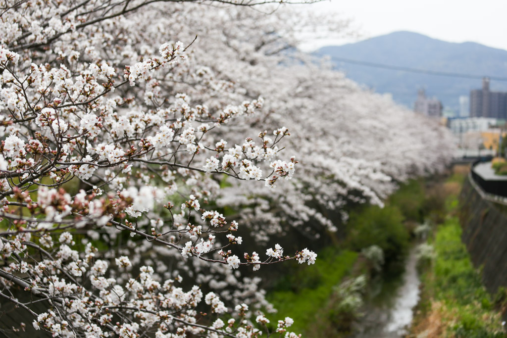 志井川　桜の写真7