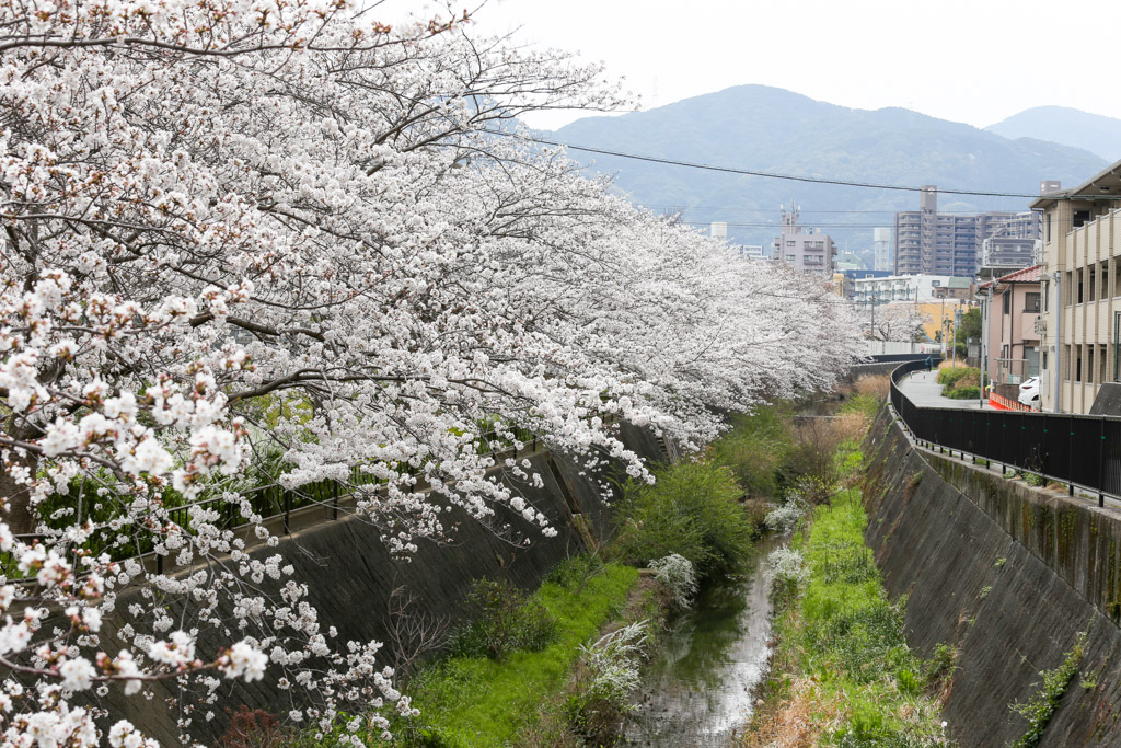 志井川　桜の写真6