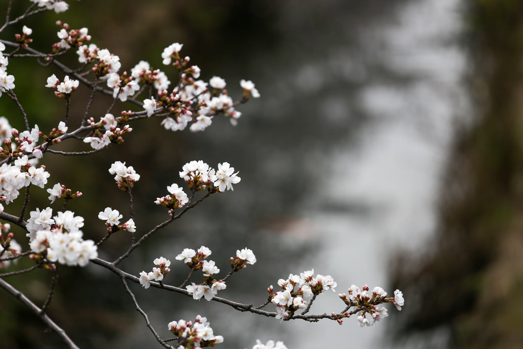 志井川　桜の写真5