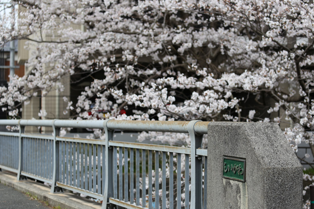 志井川　桜の写真4