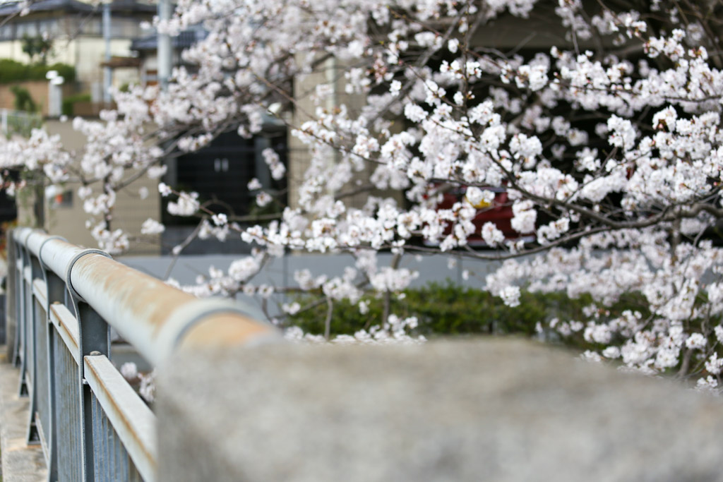志井川　桜の写真3