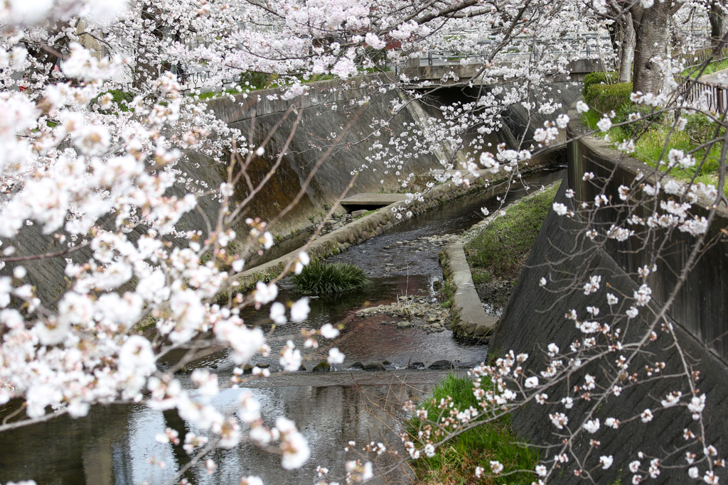 志井川　桜の写真2