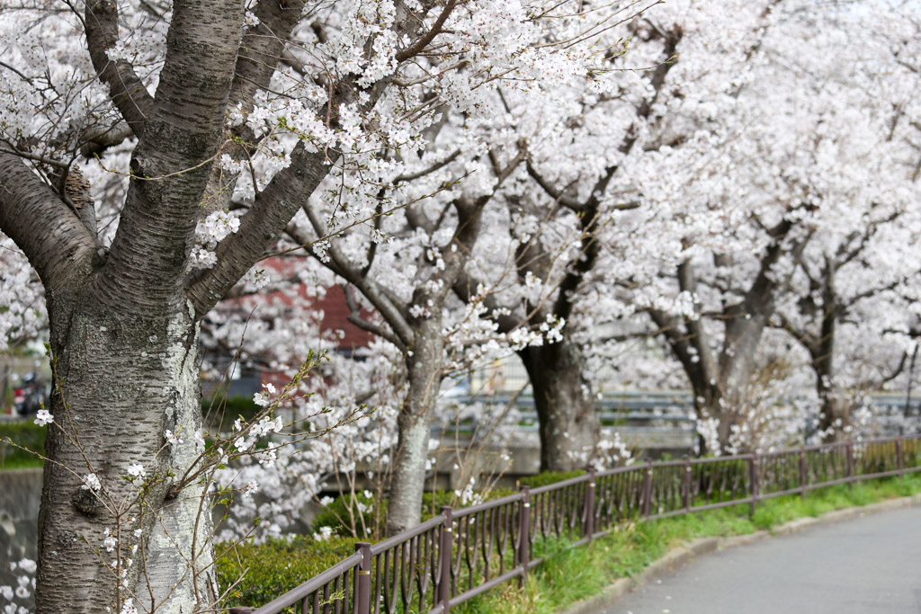 志井川　桜の写真1