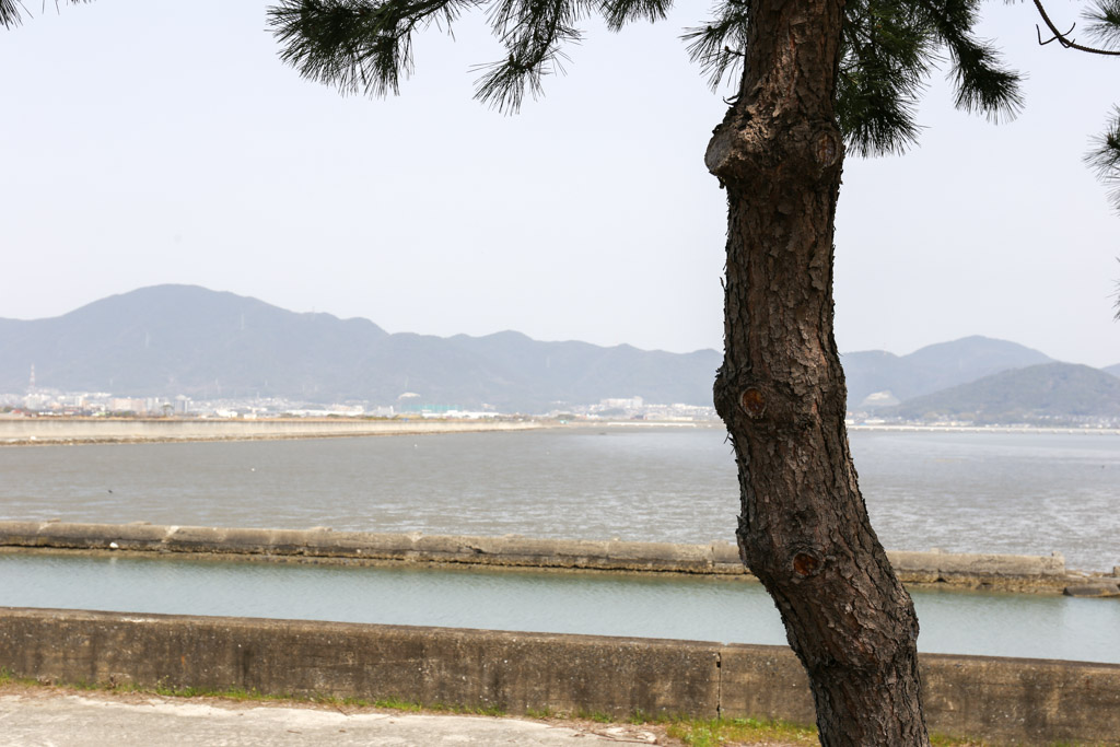 曽根干潟1の写真13