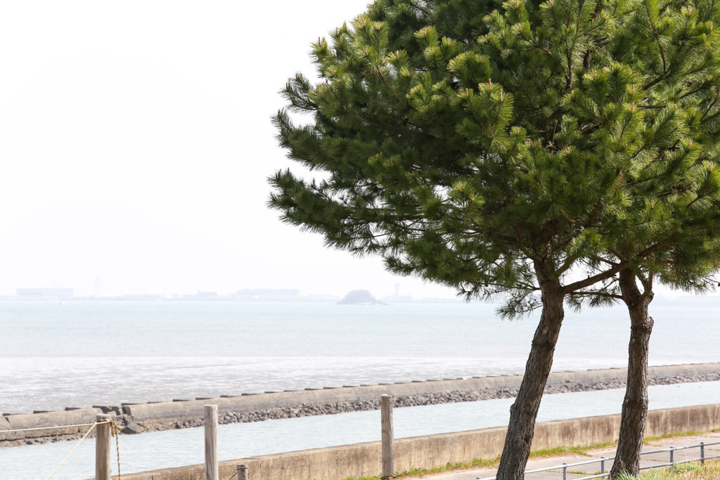 曽根干潟1の写真52