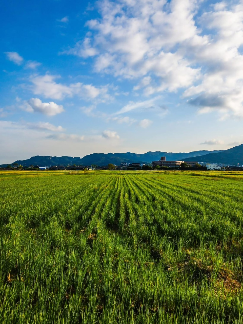 曽根新田の写真5