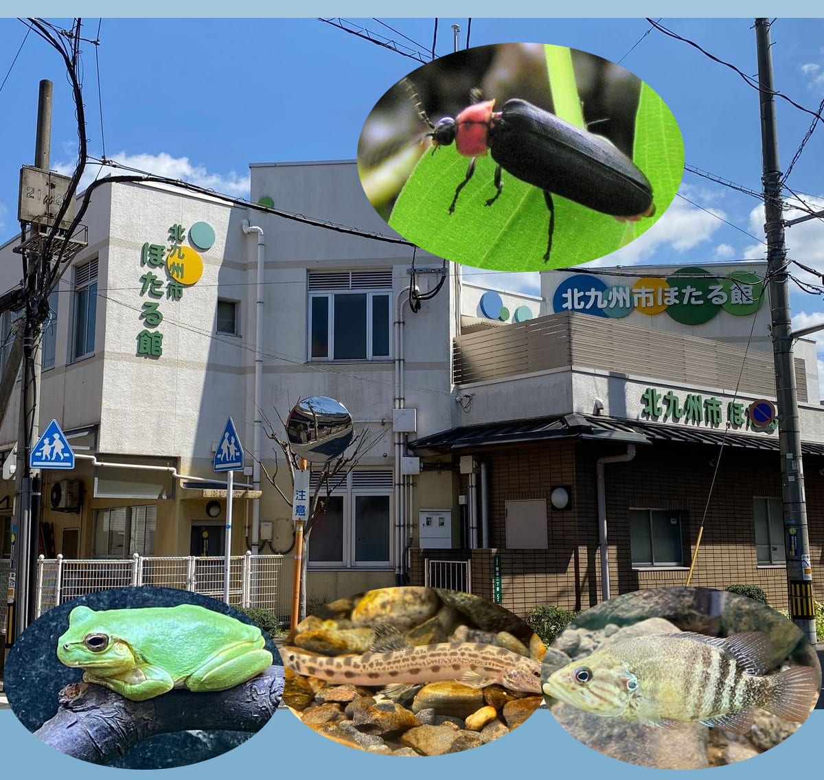 北九州市ほたる館の外観と、館内で見られるホタル・カエル・ドジョウ・魚