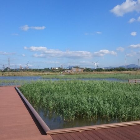 ヨシ原と木道が広がる響灘ビオトープの湿地