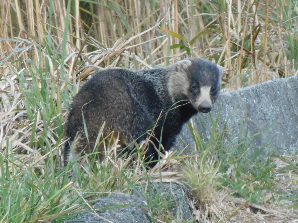動物1の写真31