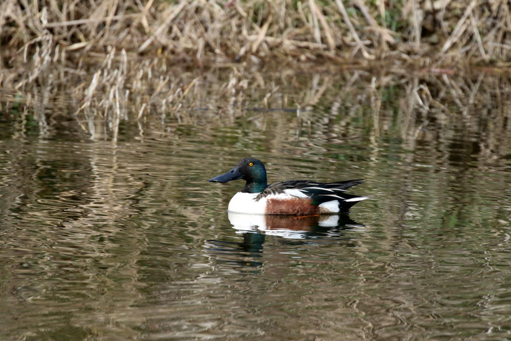 動物1の写真4