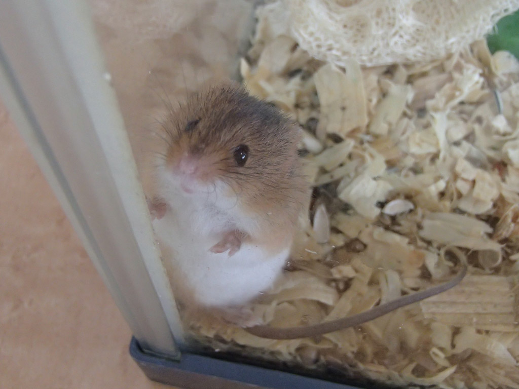 動物1の写真21