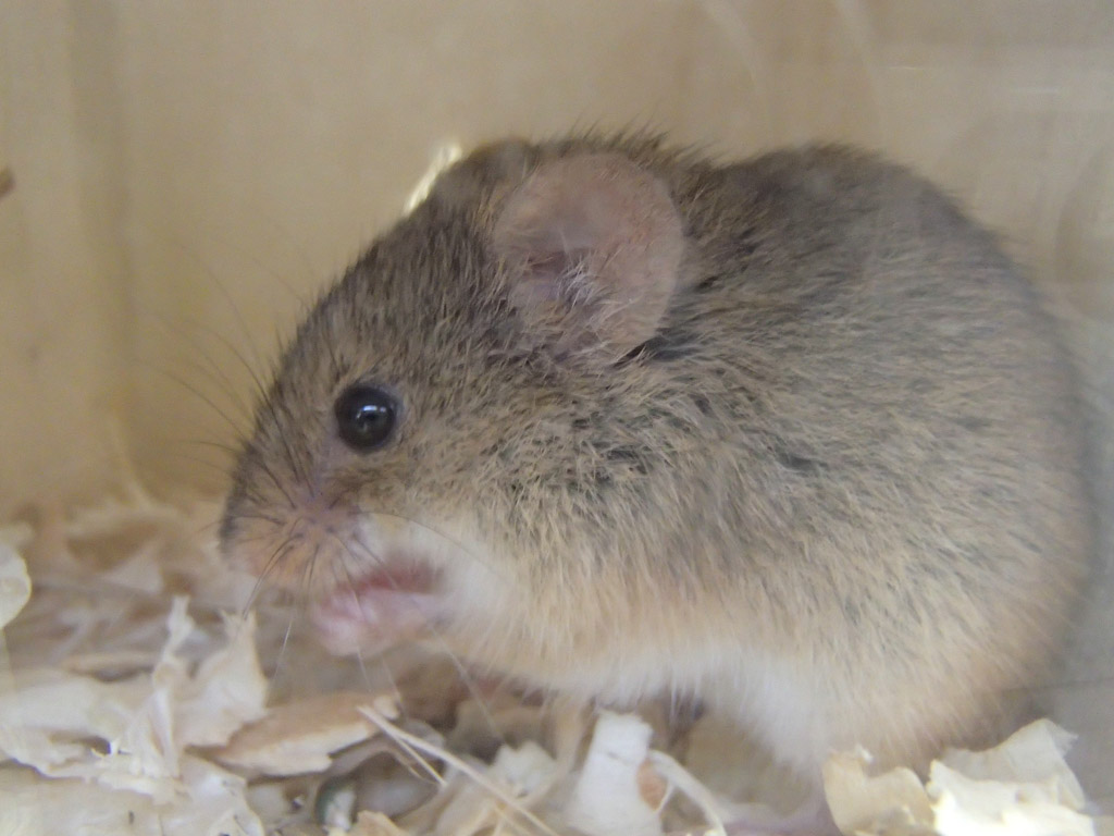 動物1の写真20
